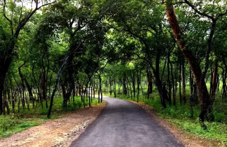Marayoor Sandalwood Forest